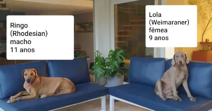 Cachorro ra a Weimaraner e Rhodesian idade 6 ou mais anos nome LOLA E RINGO