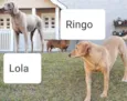 LOLA E RINGO