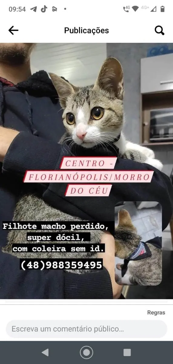 Gato ra a  idade 2 a 6 meses nome Não sei 