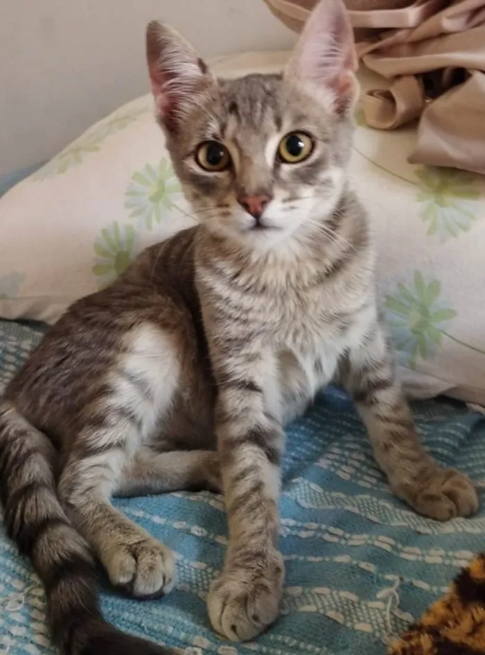 Gato ra a SRD idade 2 a 6 meses nome Pacheco