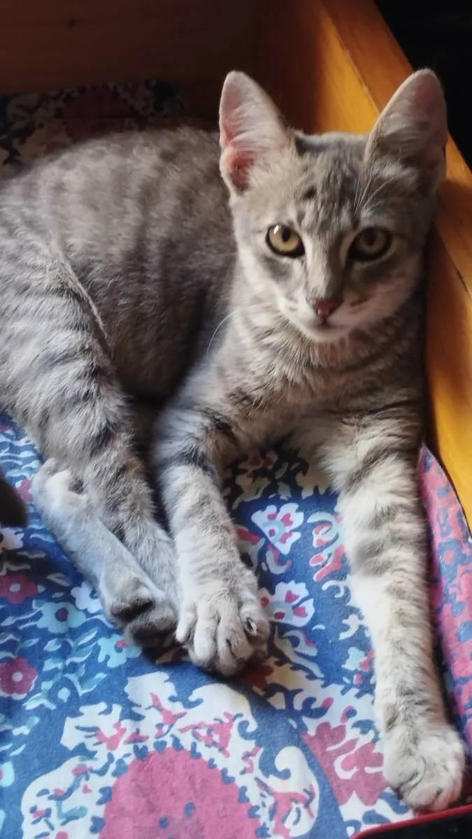 Gato ra a SRD idade 2 a 6 meses nome Pacheco