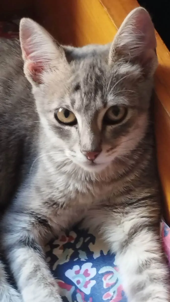 Gato ra a SRD idade 2 a 6 meses nome Pacheco