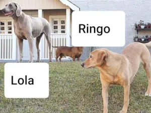 Cachorro raça Weimaraner e Rhodesian idade 6 ou mais anos nome LOLA E RINGO