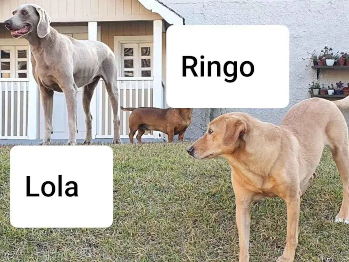 Cachorro ra a Weimaraner e Rhodesian idade 6 ou mais anos nome LOLA E RINGO