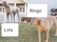 LOLA E RINGO