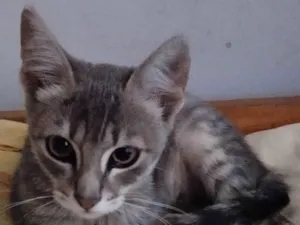 Gato raça SRD idade 2 a 6 meses nome Pacheco