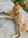 Gatinho ruivo