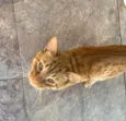 Gatinho ruivo