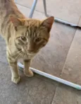 Gatinho ruivo
