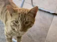 Gatinho ruivo