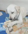 Apolo 