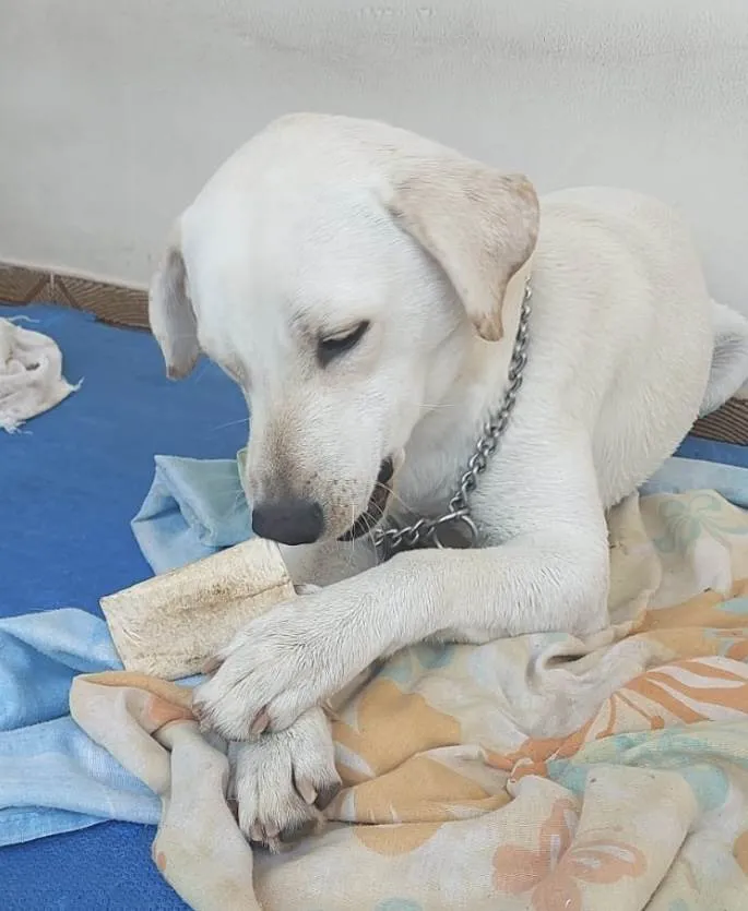 Cachorro ra a Mestiço  idade 2 a 6 meses nome Apolo 