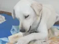 Apolo 