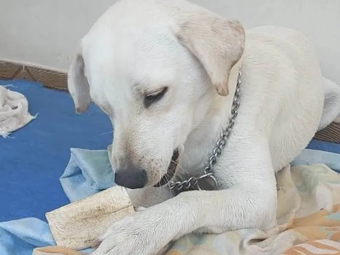 Cachorro ra a Mestiço  idade 2 a 6 meses nome Apolo 