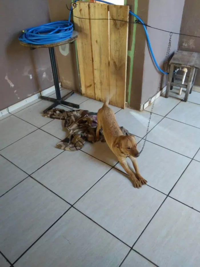 Cachorro raça Não definida idade 7 a 11 meses nome BILE