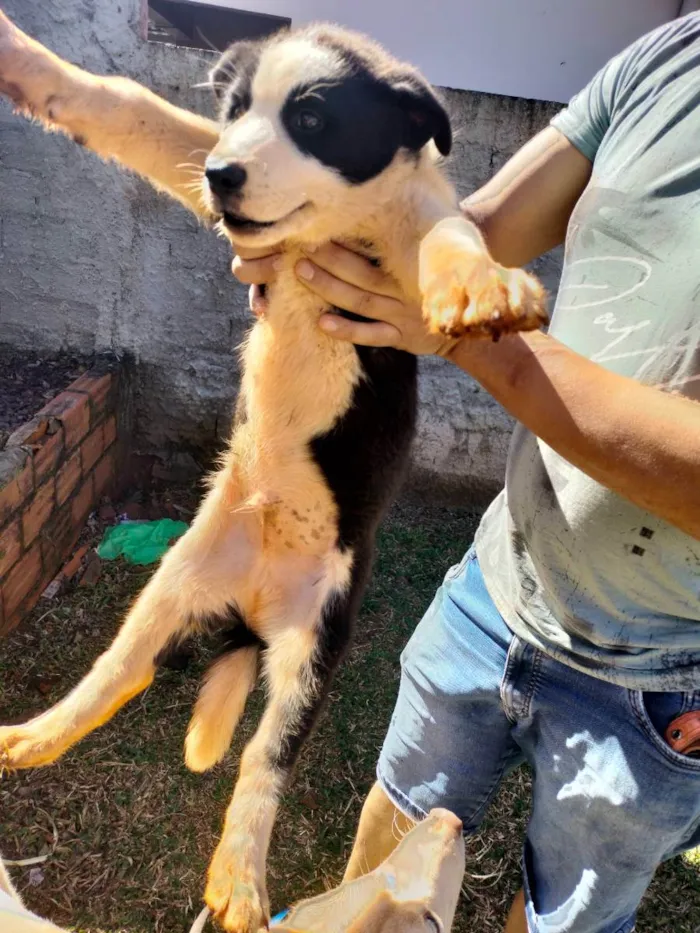 Cachorro ra a Husky siberiano com Border col idade 2 a 6 meses nome Pulguinha