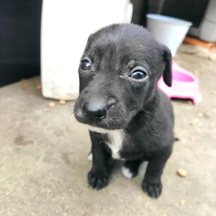 Cachorro ra a Vira lata idade Abaixo de 2 meses nome Filhotinhos