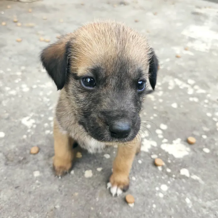 Cachorro ra a Vira lata idade Abaixo de 2 meses nome Filhotinhos