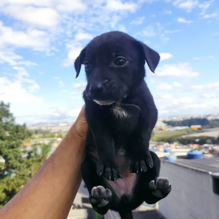 Cachorro ra a Vira lata idade Abaixo de 2 meses nome Filhotinhos