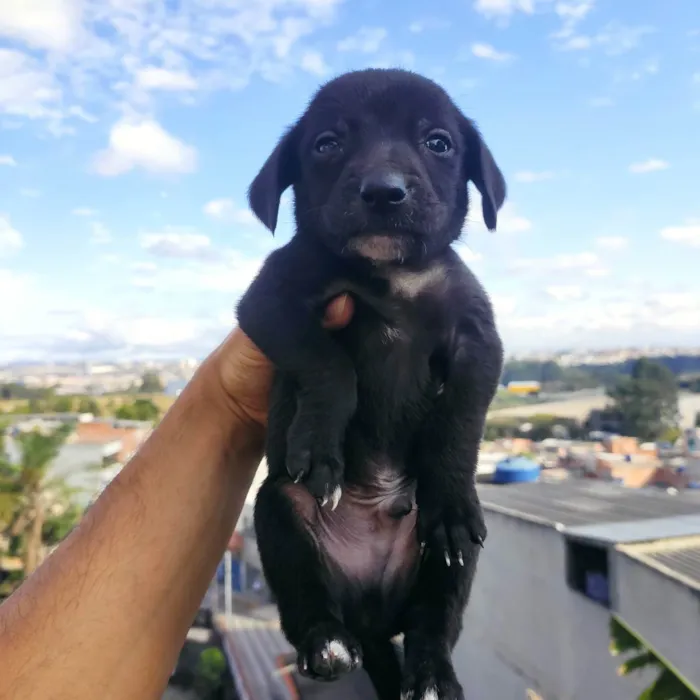 Cachorro ra a Vira lata idade Abaixo de 2 meses nome Filhotinhos