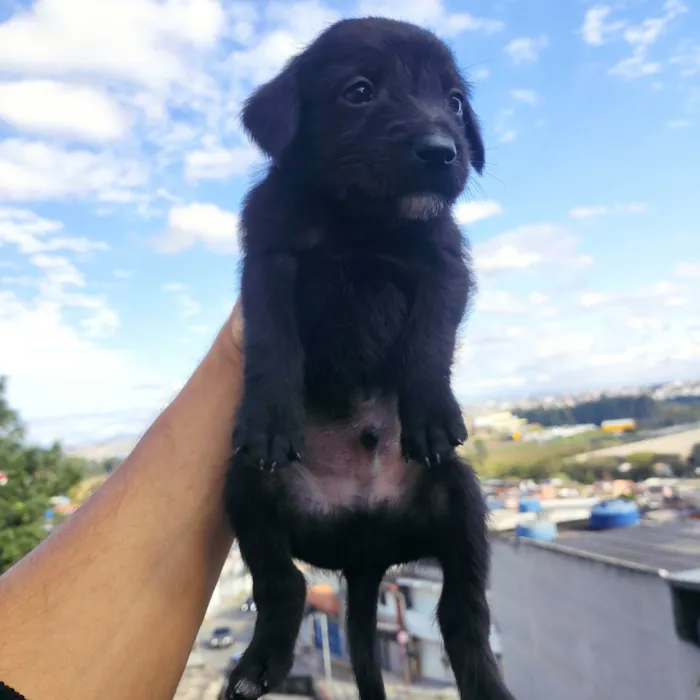 Cachorro ra a Vira lata idade Abaixo de 2 meses nome Filhotinhos