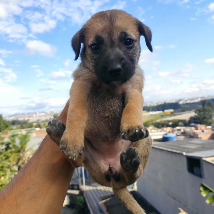 Cachorro ra a Vira lata idade Abaixo de 2 meses nome Filhotinhos