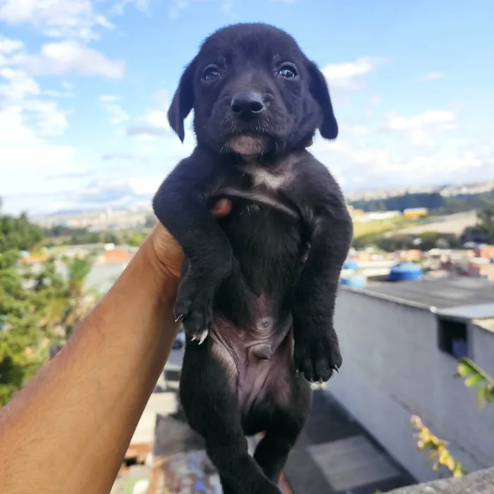 Cachorro ra a Vira lata idade Abaixo de 2 meses nome Filhotinhos