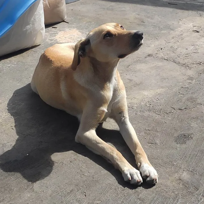 Cachorro ra a Vira lata idade Abaixo de 2 meses nome Filhotinhos