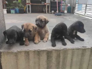 Cachorro raça Vira lata idade Abaixo de 2 meses nome Filhotinhos