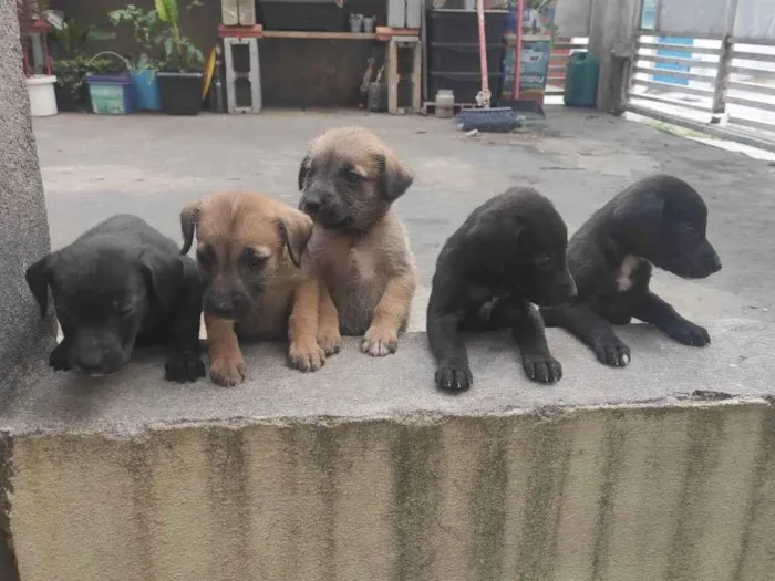 Cachorro ra a Vira lata idade Abaixo de 2 meses nome Filhotinhos