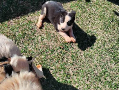 Cachorro raça Husky siberiano com Border col idade 2 a 6 meses nome Pulguinha
