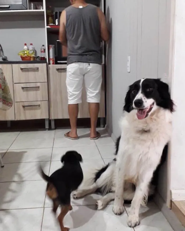 Cachorro ra a Border colier  idade 2 anos nome Não sei 