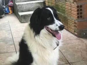 Cachorro raça Border colier  idade 2 anos nome Não sei 