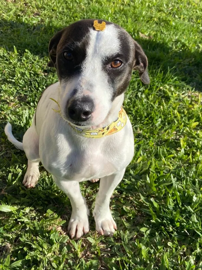 Cachorro ra a Sem Raça Definida idade 1 ano nome LEO