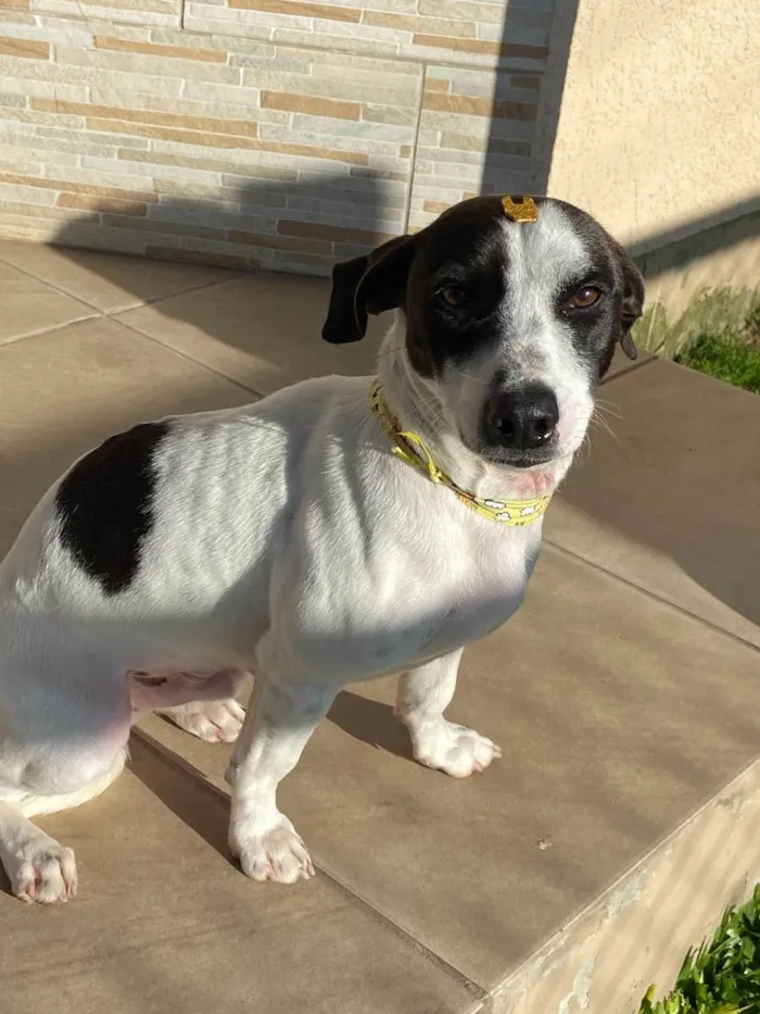 Cachorro ra a Sem Raça Definida idade 1 ano nome LEO