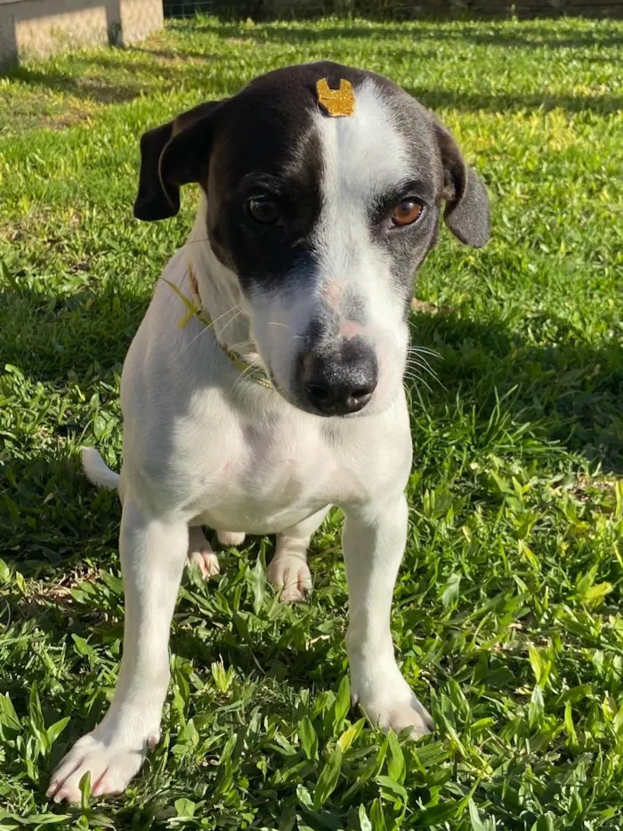 Cachorro ra a Sem Raça Definida idade 1 ano nome LEO