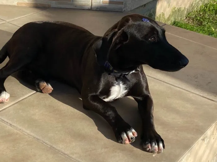 Cachorro ra a Sem Raça Definida idade 1 ano nome LUKE