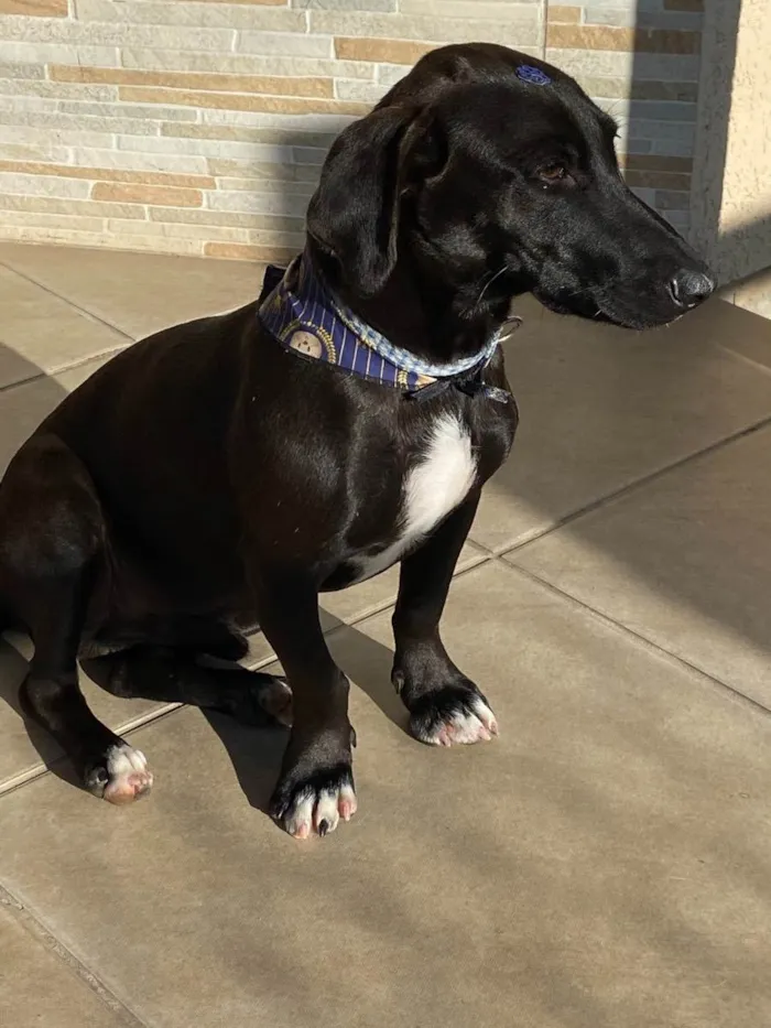 Cachorro ra a Sem Raça Definida idade 1 ano nome LUKE