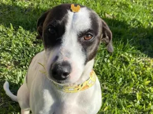 Cachorro raça Sem Raça Definida idade 1 ano nome LEO