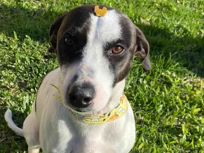 Cachorro ra a Sem Raça Definida idade 1 ano nome LEO
