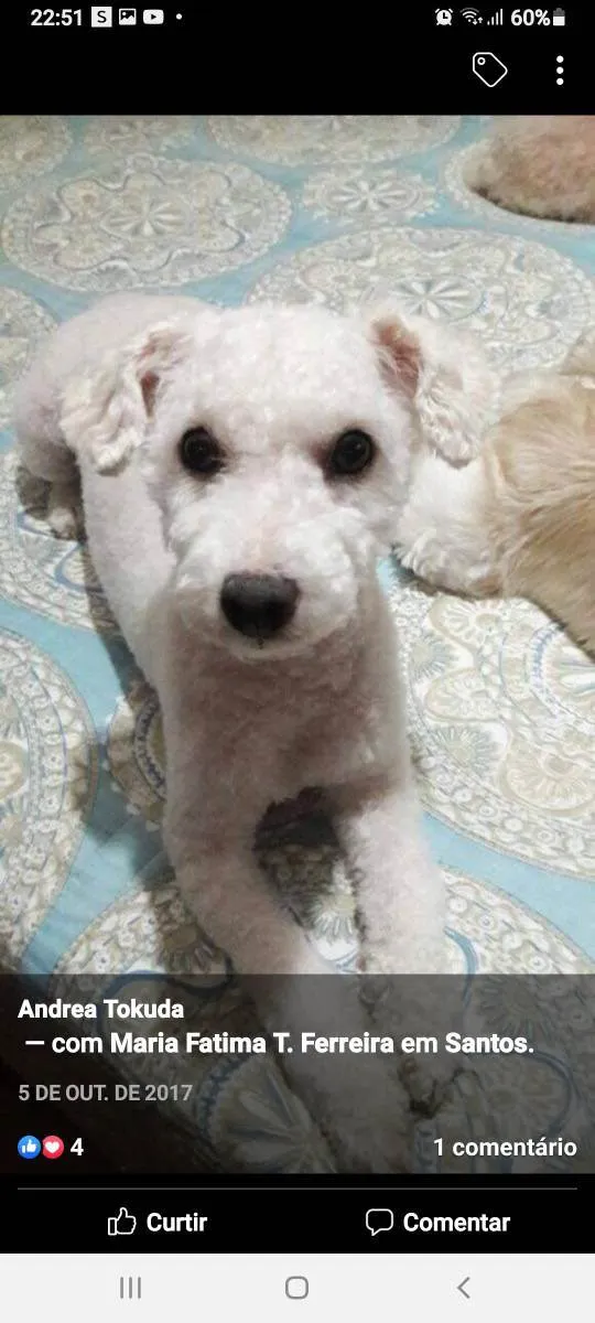 Cachorro ra a Poodle idade 2 anos nome RICK