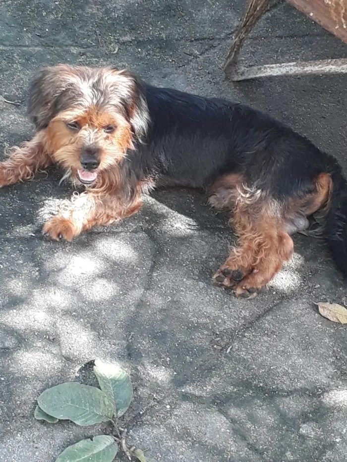 Cachorro ra a Mestiço york idade 1 ano nome Hulk