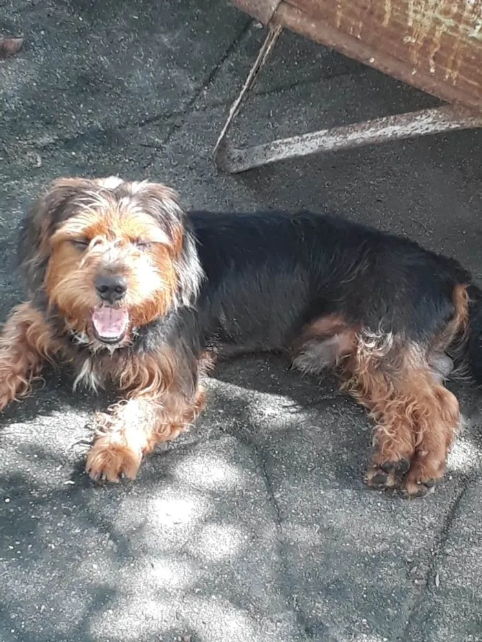 Cachorro ra a Mestiço york idade 1 ano nome Hulk