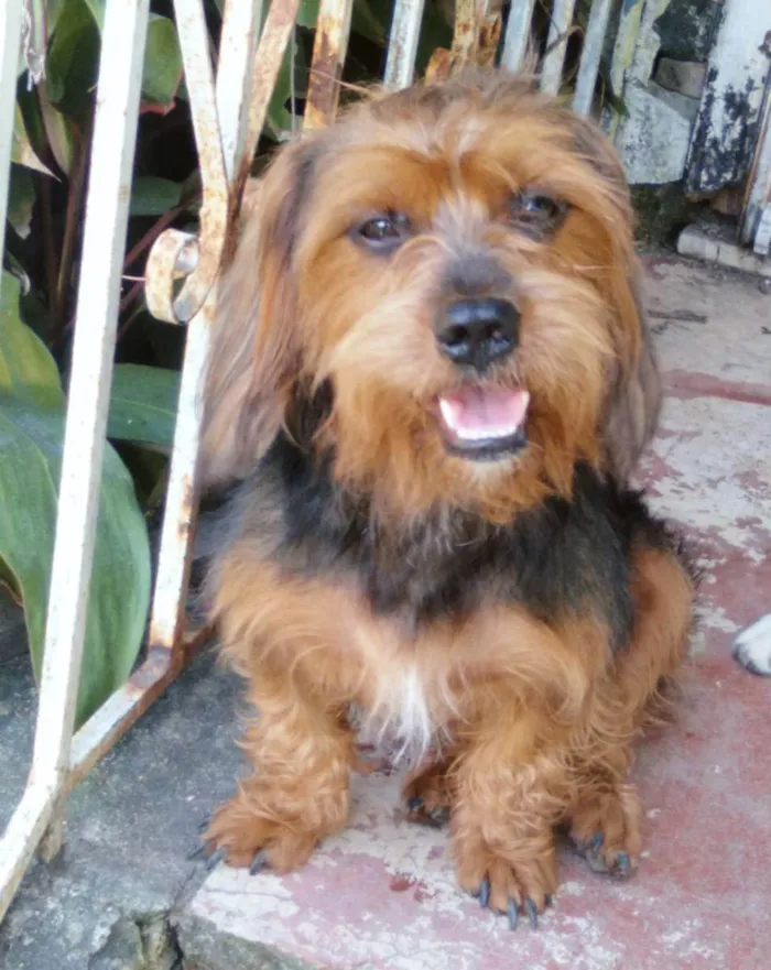 Cachorro ra a Mestiço york idade 1 ano nome Hulk