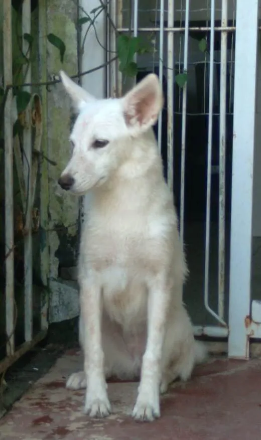 Cachorro ra a SRD idade 1 ano nome Lina