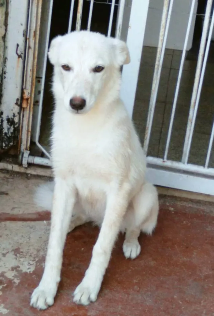 Cachorro ra a SRD idade 1 ano nome Lina