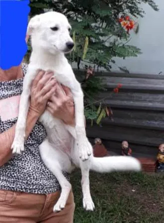 Cachorro ra a SRD idade 1 ano nome Lina