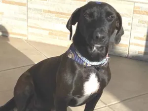 Cachorro raça Sem Raça Definida idade 1 ano nome LUKE