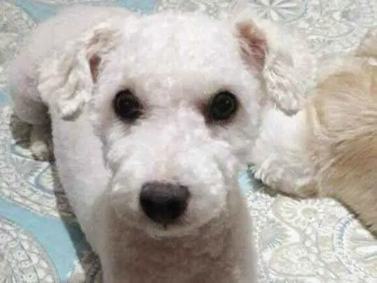 Cachorro ra a Poodle idade 2 anos nome RICK
