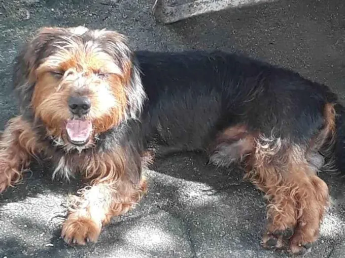 Cachorro ra a Mestiço york idade 1 ano nome Hulk